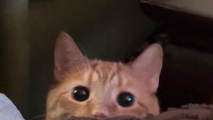 Help Save Sage Emergency Surgery for a Beloved Cat campaign photo, 1 of 4