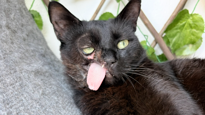 Help Support Ravens Rescues campaign photo, 1 of 4