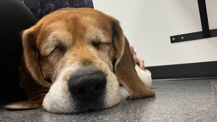 Dewey needs emergency surgery! campaign photo, 1 of 6