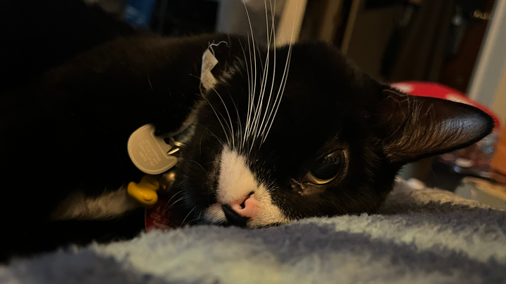 Donate to help Raurus vet bills campaign photo, 1 of 6