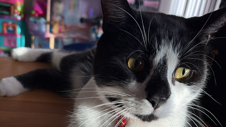 Dave a precious cat campaign photo, 1 of 5