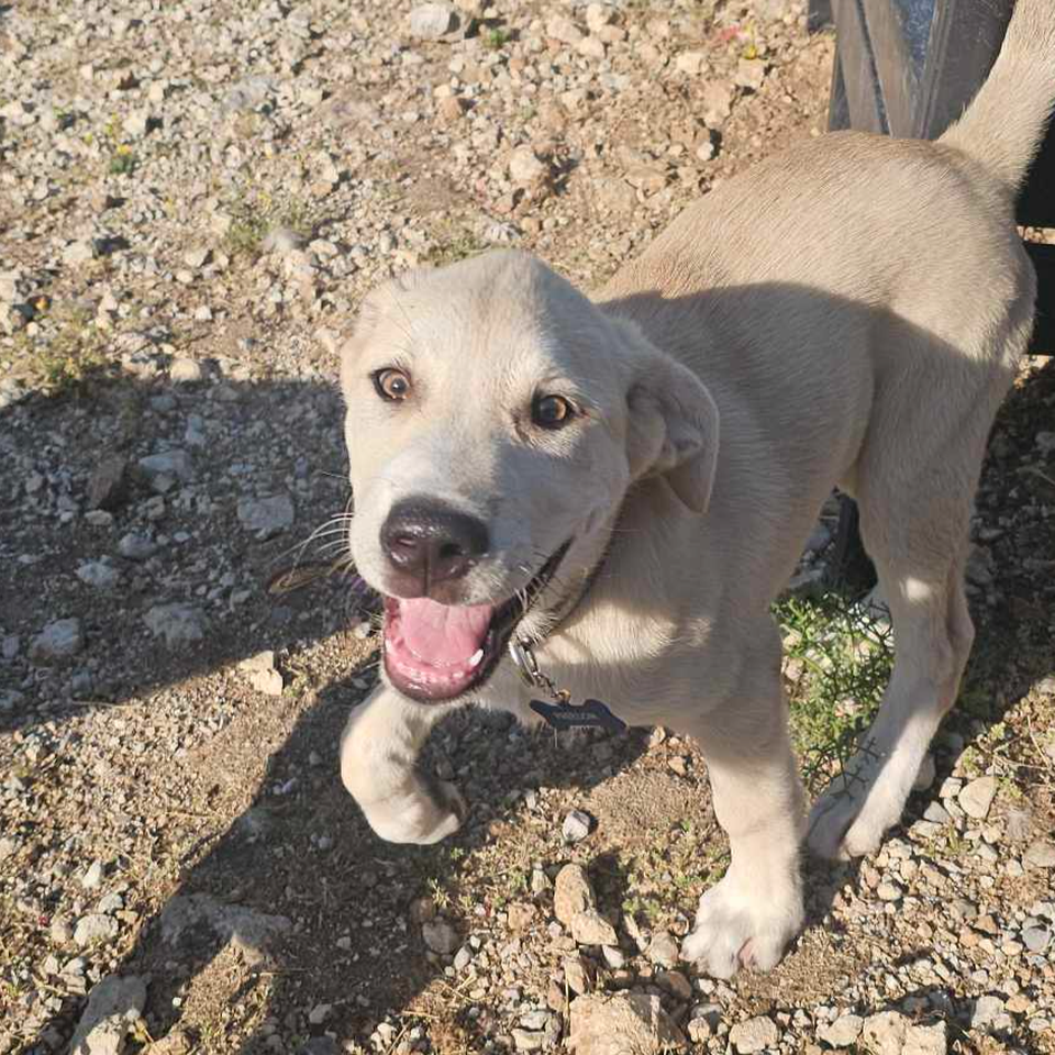 Please help me get Kai home