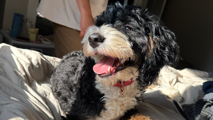 Help Ruby Beat Canine Parvovirus campaign photo, 1 of 7
