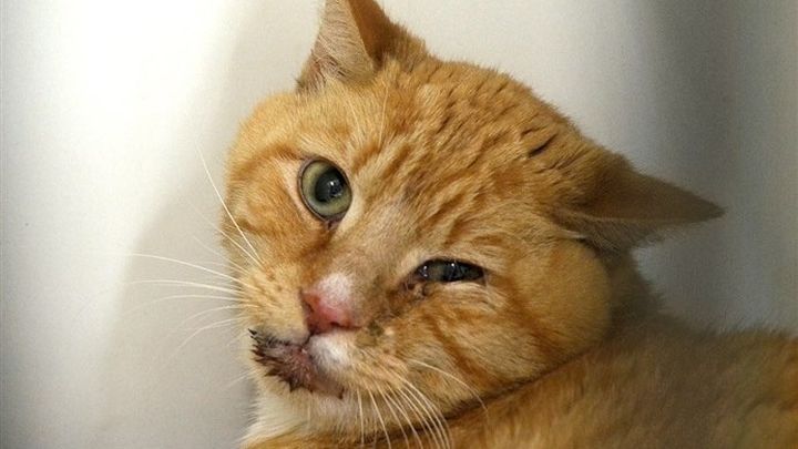 Fundraiser by Be Sun : PLEASE HELP TIGER. HE IS FIGHTING FOR HIS LIFE., حجم الصورة 720x405