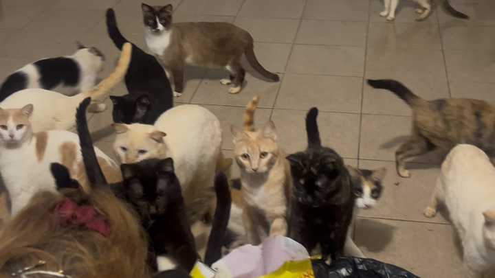 Foto da arrecadação 33 gatos a precisar de apoio , 1 de 3