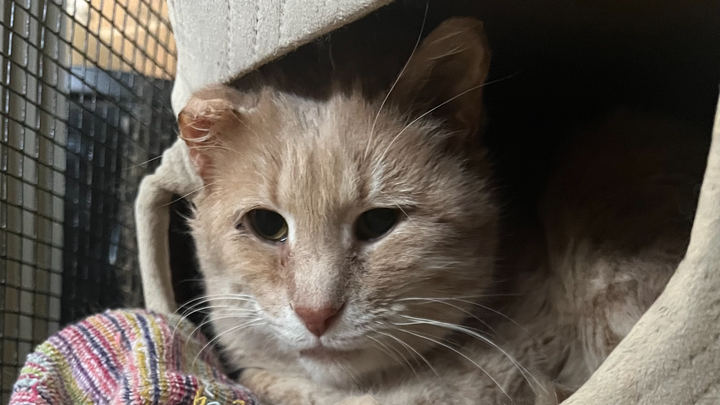 UPDATE: Give Sweet Otis a Chance to Thrive campaign photo, 1 of 3