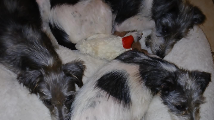EMERGENCY rescue funds needed - Bay Shore pups campaign photo, 1 of 2