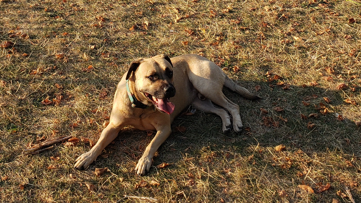 Support Brutus' Veterinary care campaign photo, 1 of 7