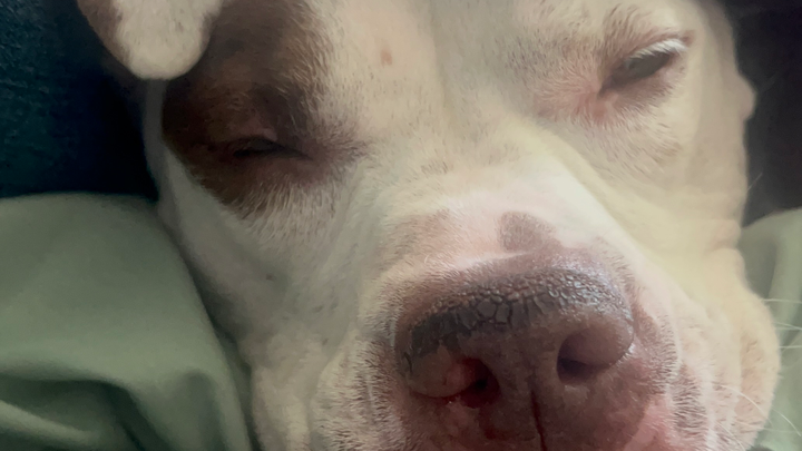Donate to Save Akira's Life campaign photo, 1 of 3