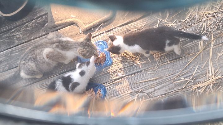 Help Five Abandoned Cats Find Safety campaign photo, 1 of 8