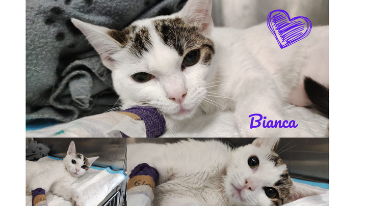 Bianca: cucciola investita, ha bisogno di noi! campaign photo, 1 of 3