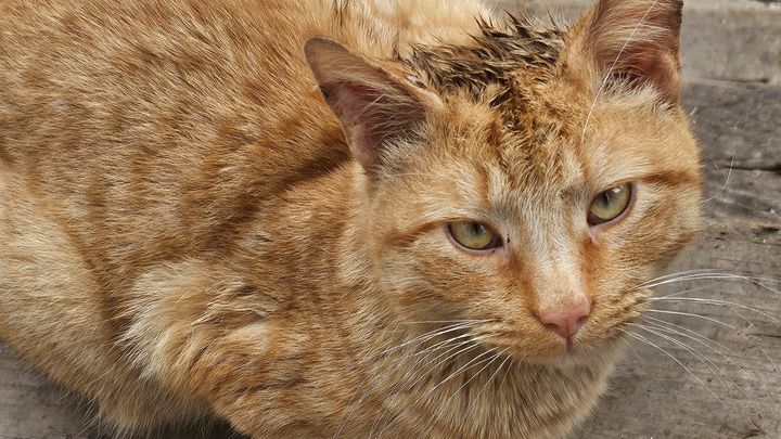 Help Support Stray Cats with Shelter, and Medical care campaign photo, 1 of 8