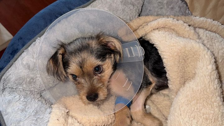 Help my Brother & our Yorkie recover after a pitbull attack campaign photo, 1 of 8
