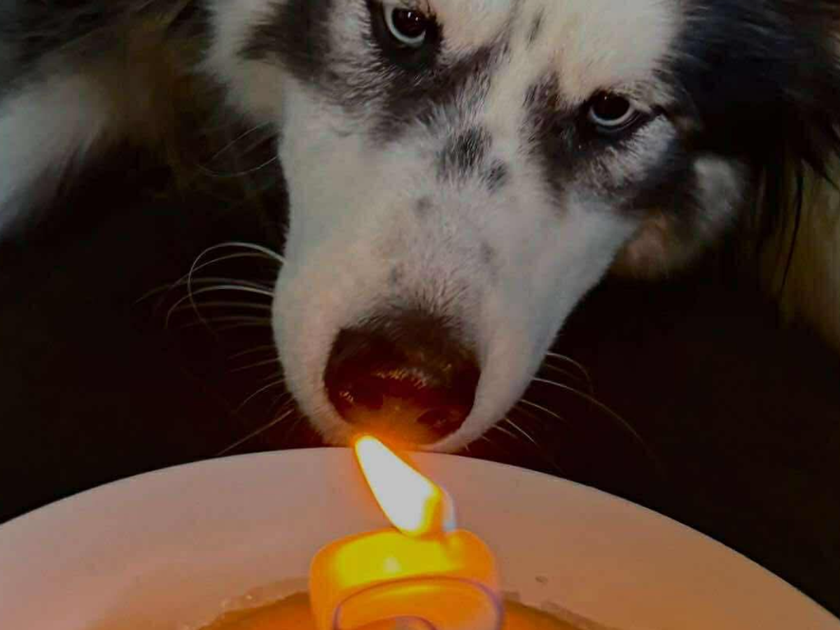 Please help raise funds for Bandit. campaign photo, 1 of 4