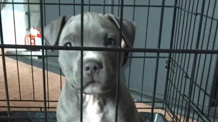 Save Chance: Urgent Surgery for Beloved Dog campaign photo, 1 of 8