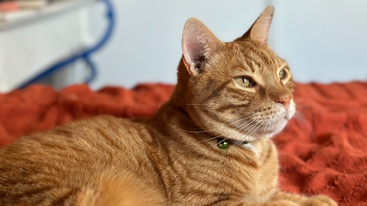 Help Nubz the Cat Get Life-Saving Ear Surgery campaign photo, 1 of 7
