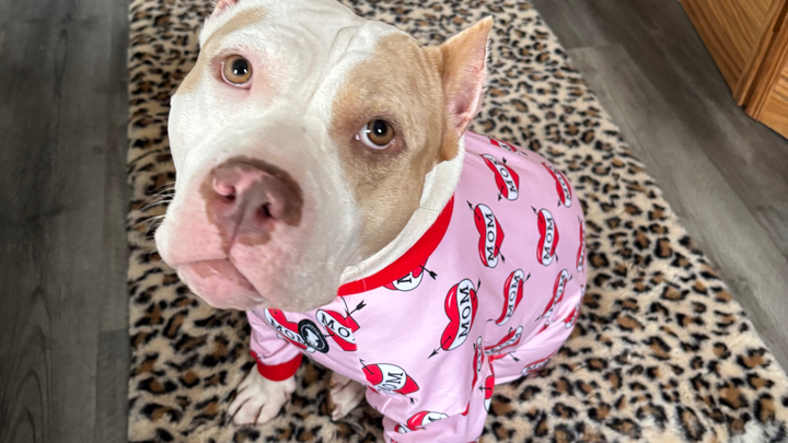 Help Athena recover from TPLO surgery campaign photo, 1 of 8