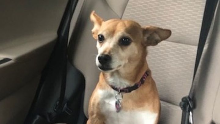 Olive's Surgery campaign photo, 1 of 2