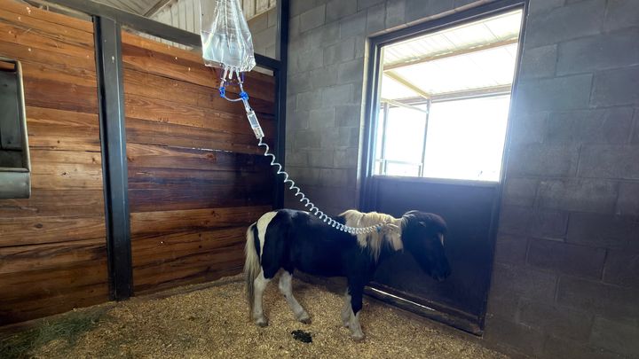 A Little Horse, A Big Fight: George’s Battle Against Colitis campaign photo, 1 of 3