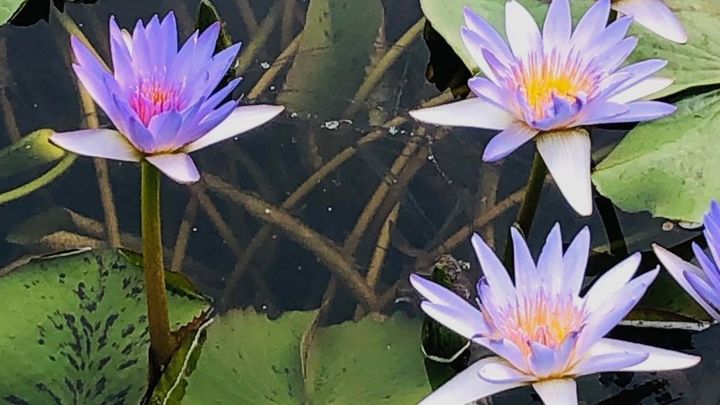 Save the Sacred Blue Lotus Pond of Luxor campaign photo, 1 of 8