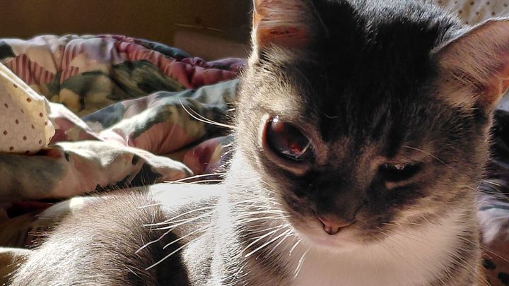 Help My Rescued Cat Get Urgent Eye Care campaign photo, 1 of 8