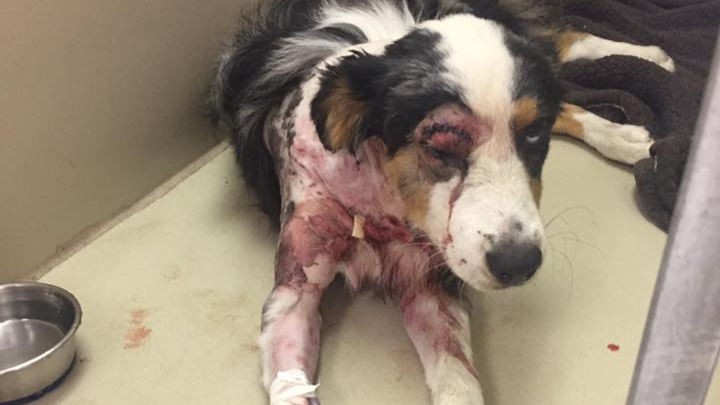 Help Ellie Grace Recover from Pitbull Attack campaign photo, 1 of 4