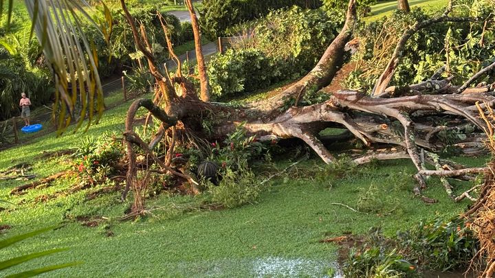 Hurricane Lowell Tree Removal for Mahikoa Uribe 'Ohana campaign photo, 1 of 7