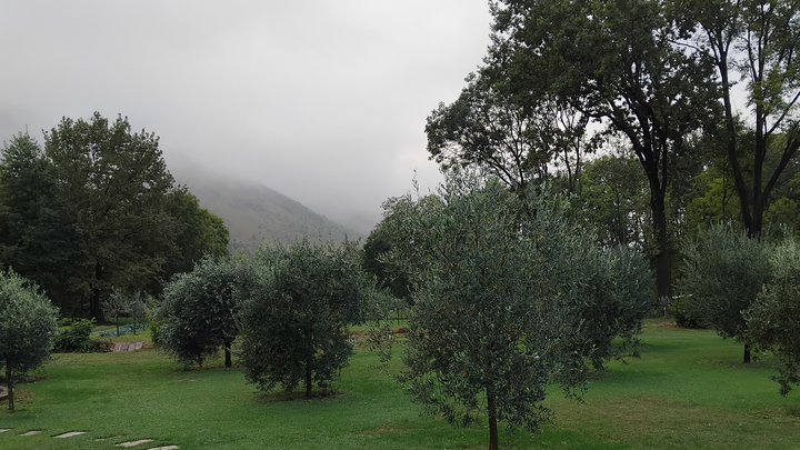Aiutami a Piantare Qualche Albero di Ulivo campaign photo, 1 of 3