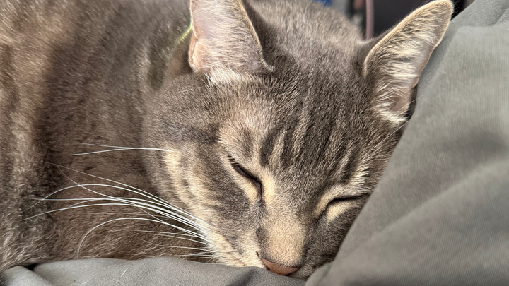 Help a sweet grey tabby cat get medical care campaign photo, 1 of 8