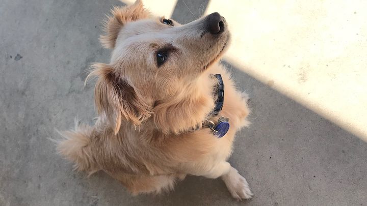 Help Our Golden Boy: Vet Expenses campaign photo, 1 of 8