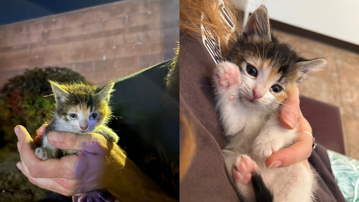 Help Piper the Pipe Kitten Get Medical Care campaign photo, 1 of 6
