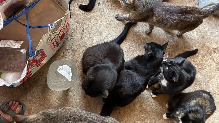 Foto de la recaudación de fondos Help Us Move and Save Our Feral Cat Family, 1 de 8