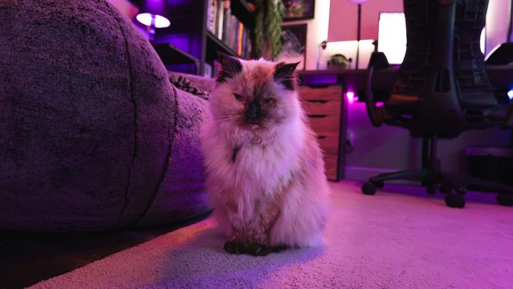 Tumor Treatment or Palliative Care For My Cat, Asia campaign photo, 1 of 8