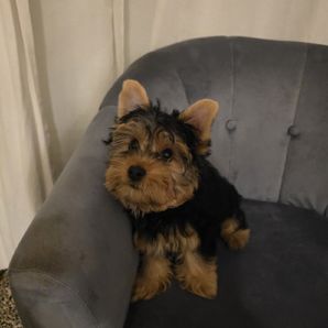 Patty The Yorkie