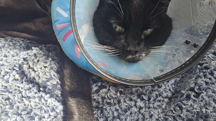 Save Salicstia from Tail Amputation campaign photo, 1 of 7