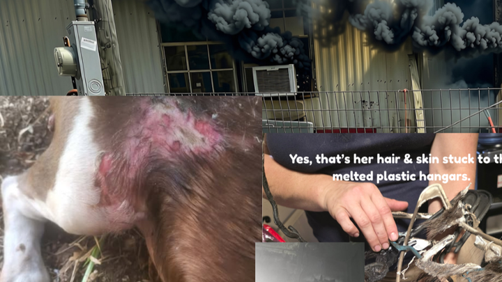 FIRE! at Barking Mad Animal Refuge campaign photo, 1 of 3