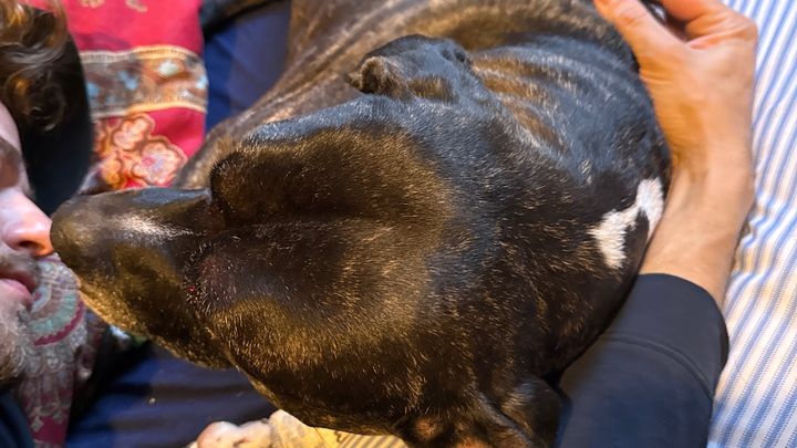 Help Bella Heal After a Terrible Accident ❤️ campaign photo, 1 of 4