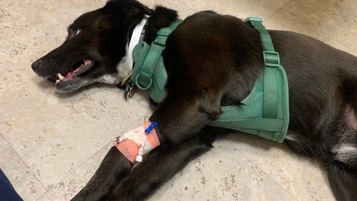 Support Beau's Emergency Vet Care campaign photo, 1 of 6