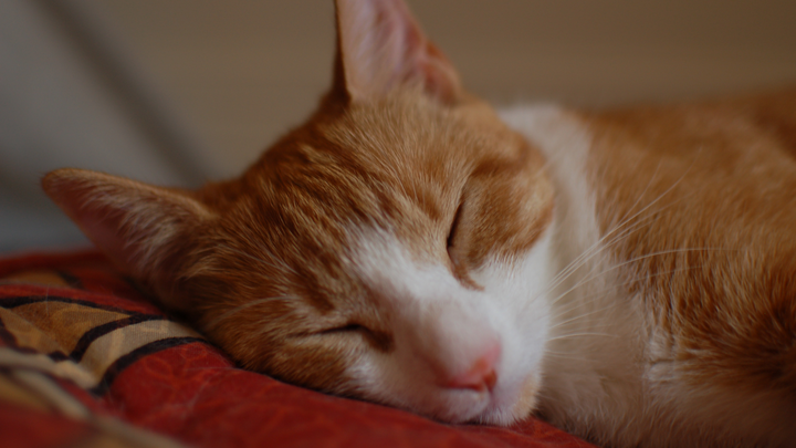Please donate to help Leeloo get her painful teeth removed. campaign photo, 1 of 3
