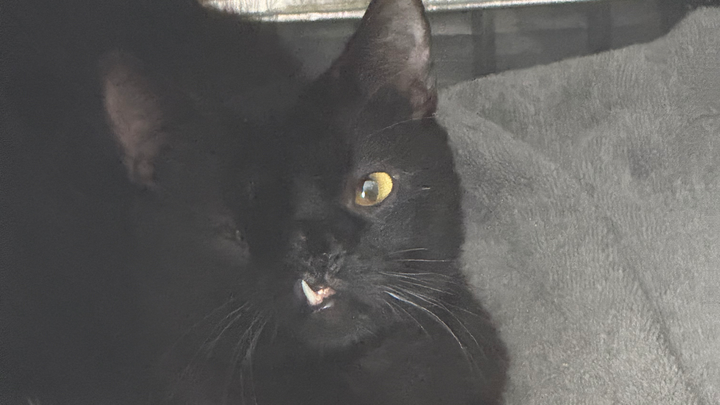 Help Ari get life saving surgery campaign photo, 1 of 7