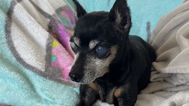 Kaily Perez