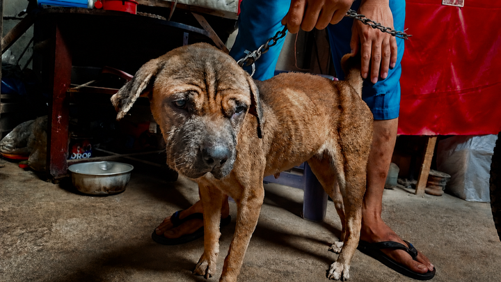 Help Joe Keep Saving Animals in Java campaign photo, 1 of 6