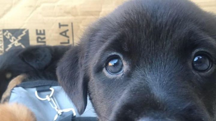 Main fundraiser photo