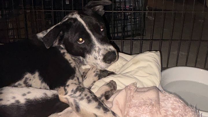 Save Duke Before He Loses His Leg. He needs us. He needs you campaign photo, 1 of 8
