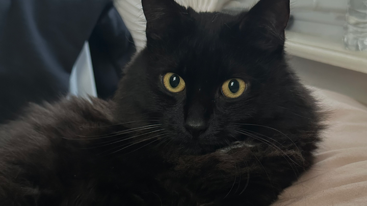 Help Stormy Get Life-Saving Surgery campaign photo, 1 of 6