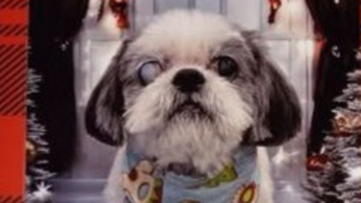 Help Amy Save Cooper campaign photo, 1 of 6