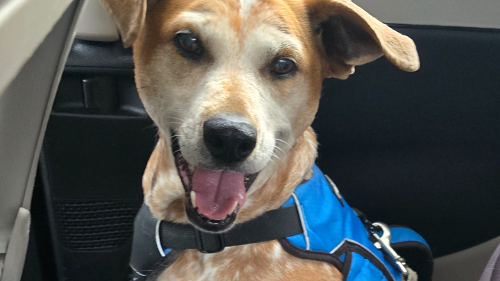 Our Nola needs eye surgery! Unsere Nola brauch eine AugenOP! campaign photo, 1 of 7