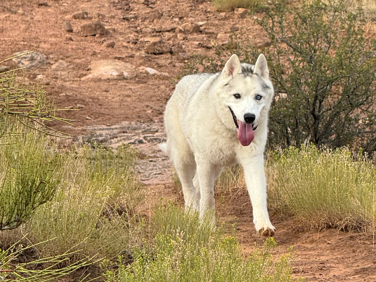 Fundraiser by Chip Reiber : Support Our Dog's Cancer Treatment Journey