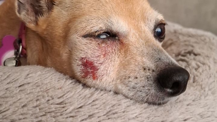 Help Teetee Get Emergency Dental Work for Her Infection campaign photo, 1 of 3