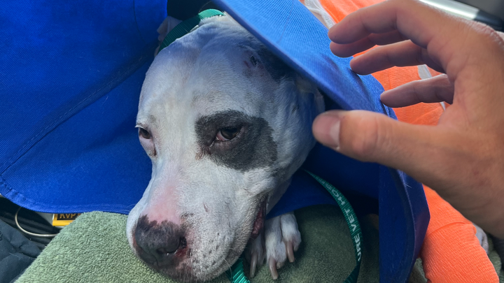 Support Petey's Journey to Full Recovery campaign photo, 1 of 6